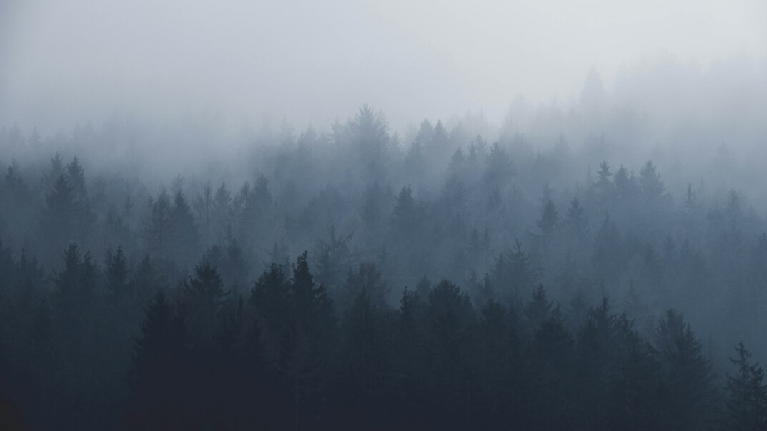 Misty forest at dawn