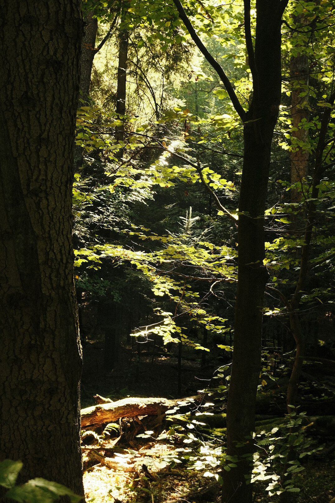 Sunlight filtering through a quiet forest