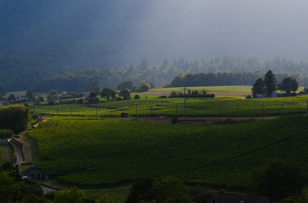 Green valley under morning light